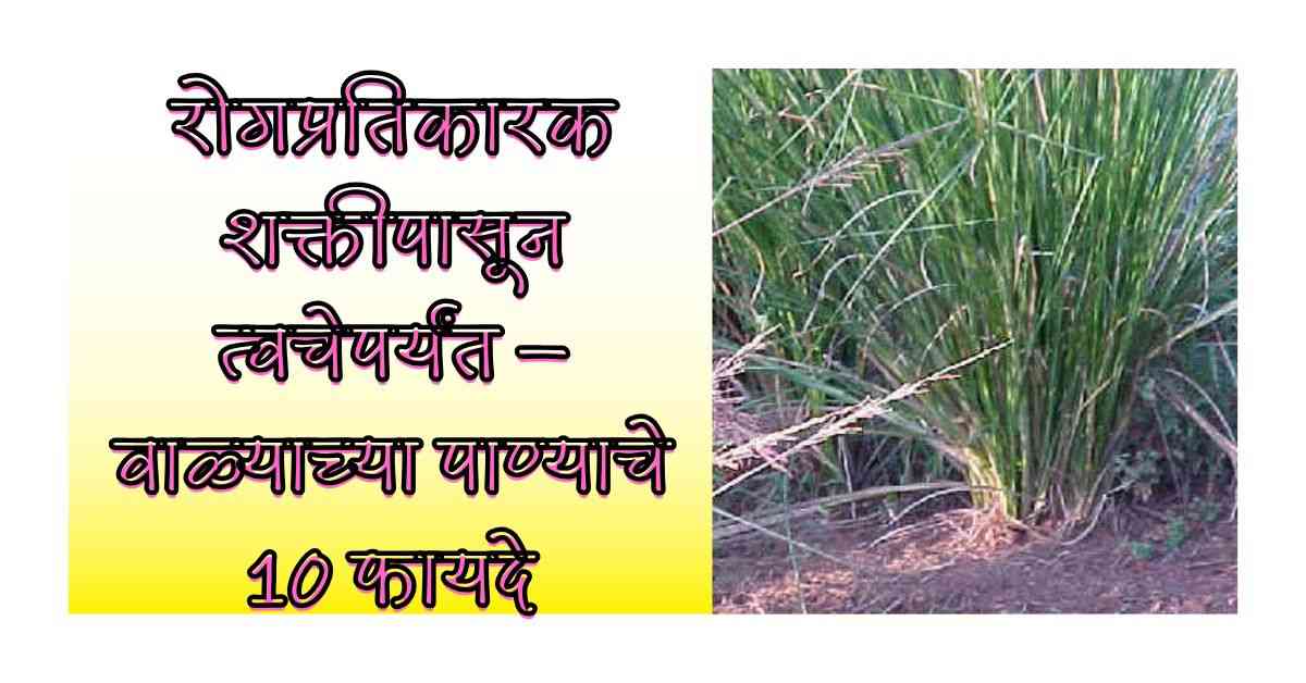 Summer Health Tips उन्हाळ्यात शरीराला थंड ठेवण्यासाठी रामबान उपाय! तुम्हाला याबद्दल माहीती आहेका ? 3