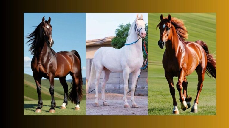 सारंगखेडा Chetak Festival यात्रेत व्हाईट कोब्रा, रुद्राणी व मोरणीचं भव्य आगमन